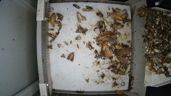 物聯(lián)網(wǎng)蟲情測報燈圖片2 物聯(lián)網(wǎng)蟲情測報燈圖片2