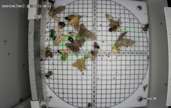 遠(yuǎn)程拍照式蟲情測報燈圖片3 遠(yuǎn)程拍照式蟲情測報燈圖片3