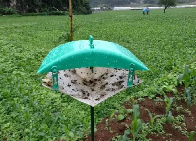 斜紋夜蛾誘捕器圖片 斜紋夜蛾誘捕器圖片